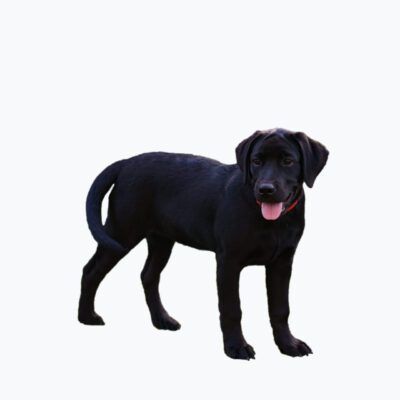 Black Lab