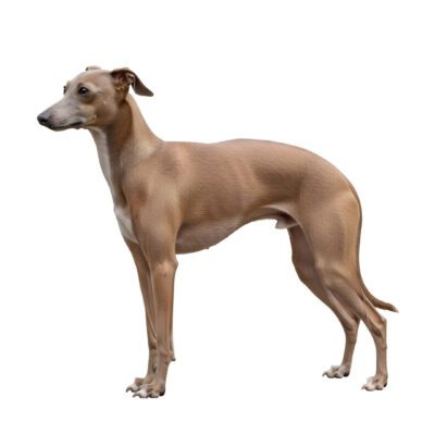 Italian Greyhound