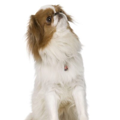 Japanese Chin