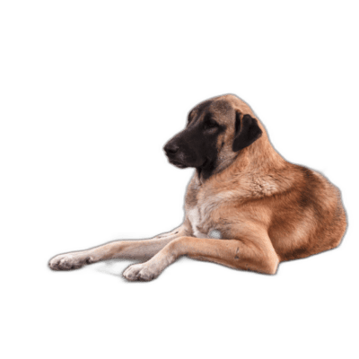 Kangal Shepherd Dog