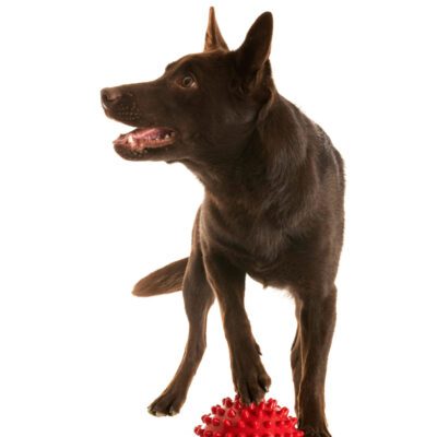 Kelpie