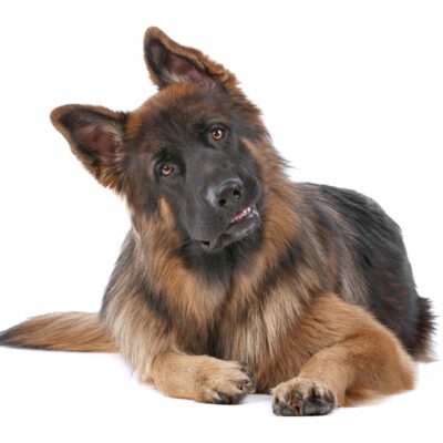 King Shepherd