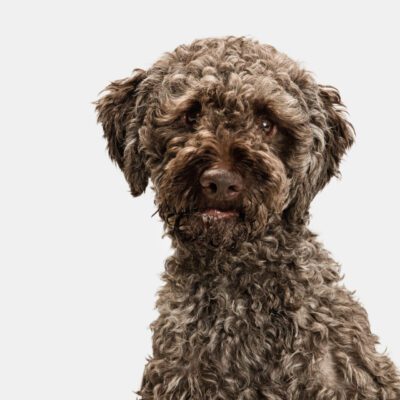 Lagotto Romagnolo