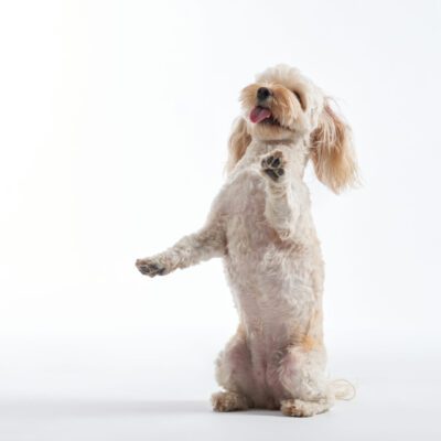 Maltipoo