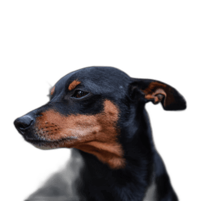 Manchester Terrier