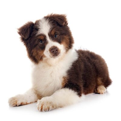 Mini Australian Shepherd