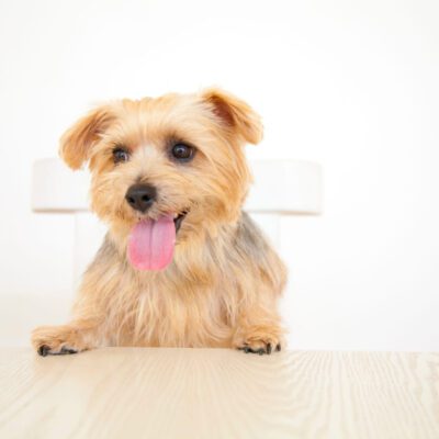 Norfolk Terrier