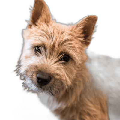 Norwich Terrier