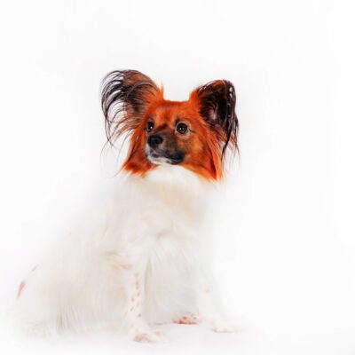Papillon Dog
