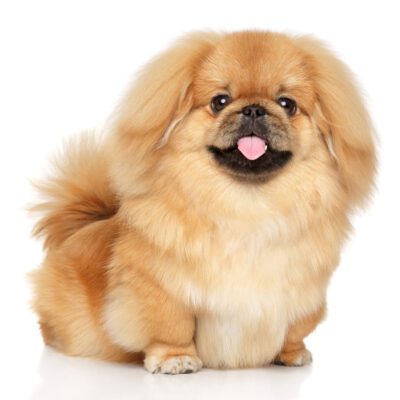 Pekingese