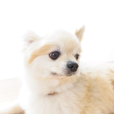 Pomchi