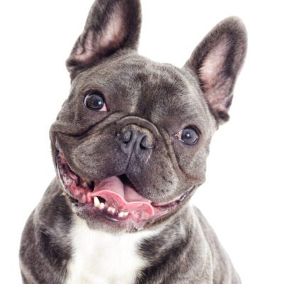 Blue French Bulldog