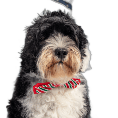 Portuguese Water Dog