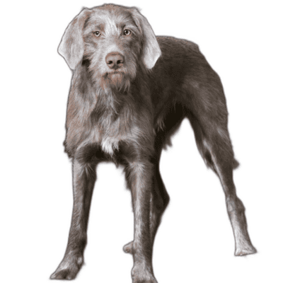 Pudelpointer