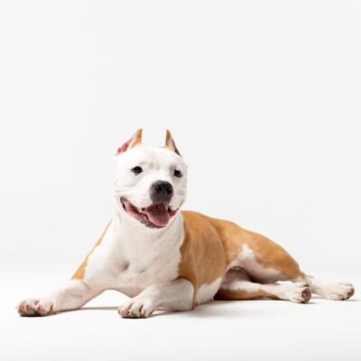 American Staffordshire Terrier