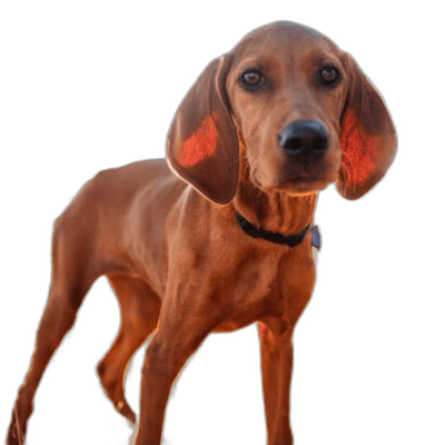 Redbone Coonhound