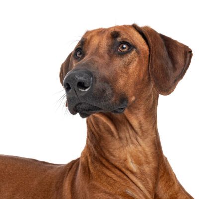 Rhodesian Ridgeback