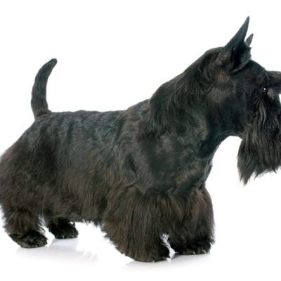 Scottish Terrier
