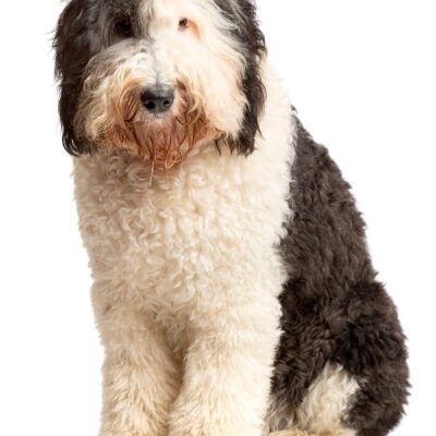 Sheepadoodle