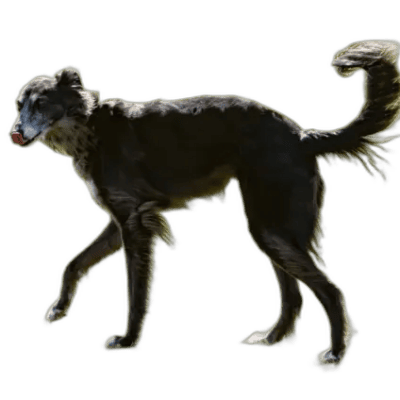Silken Windhound