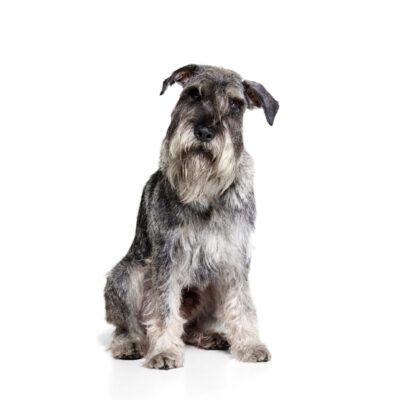 Standard Schnauzer