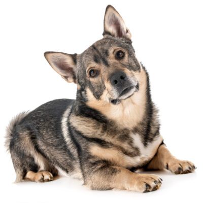 Swedish Vallhund