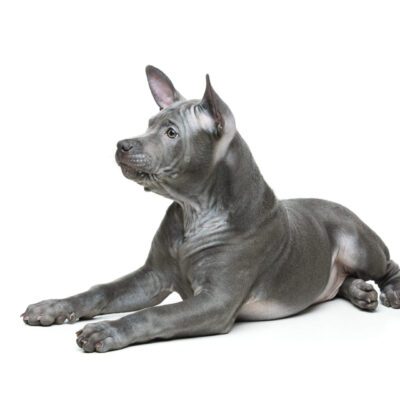 Thai Ridgeback