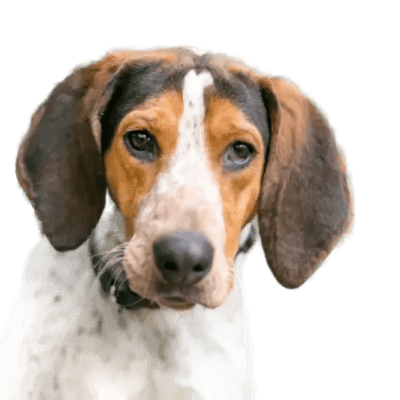 Treeing Walker Coonhound