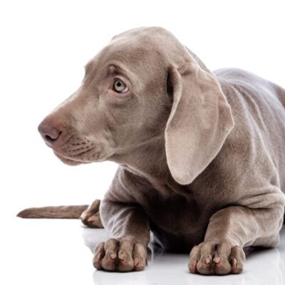 Weimaraner