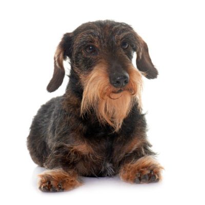 Wire Haired Dachshund