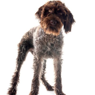Wirehaired Pointing Griffon