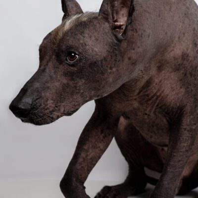 Xoloitzcuintli