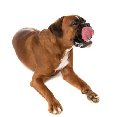 Boxer