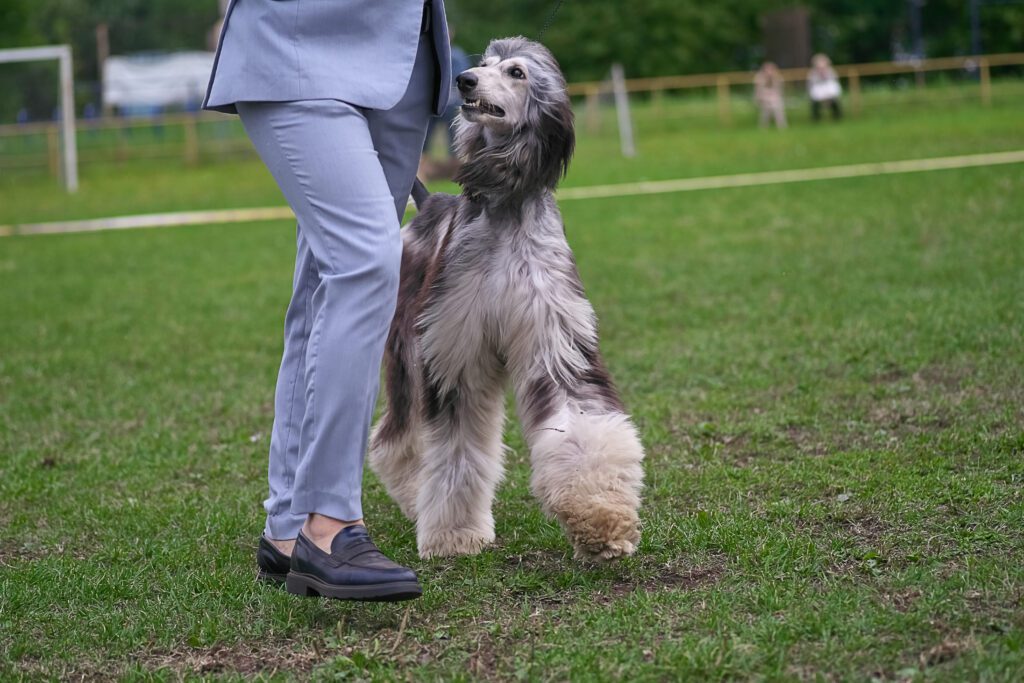 Afghan Hound Close Up In Field Beside Owner