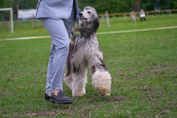 Afghan Hound Close Up In Field Beside Owner