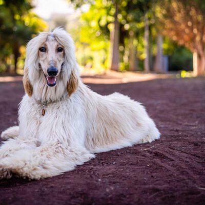 Afghan Hound