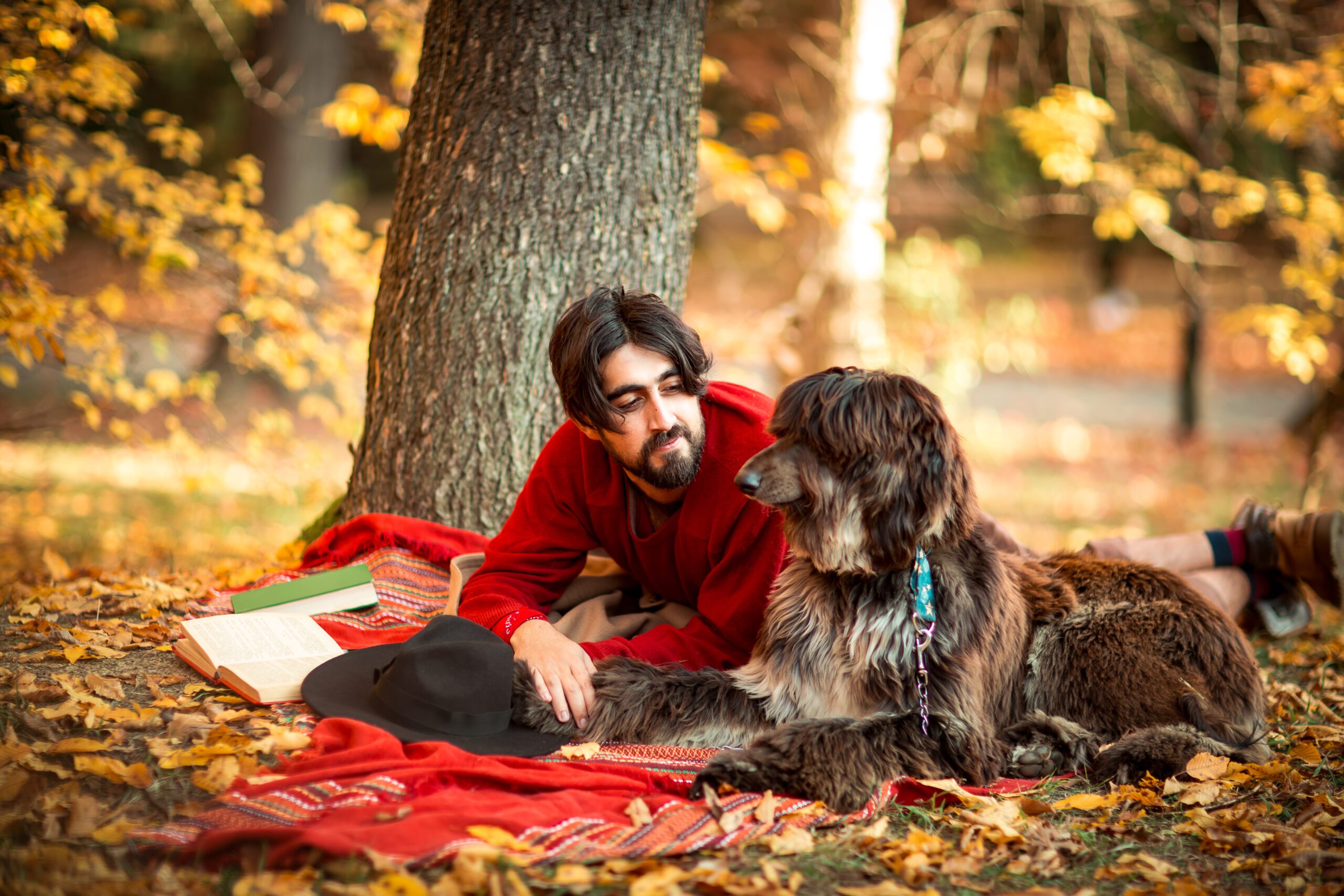 Afghan Hound Adoption Guide