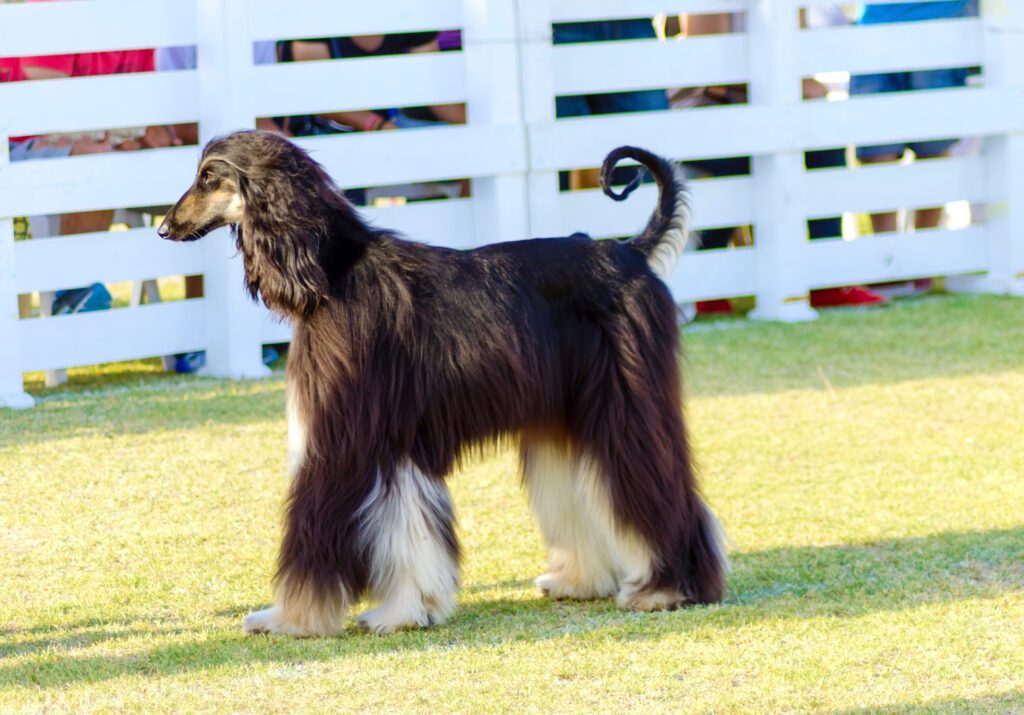 Afghan Hound Standing On Grass Beside White Fence
