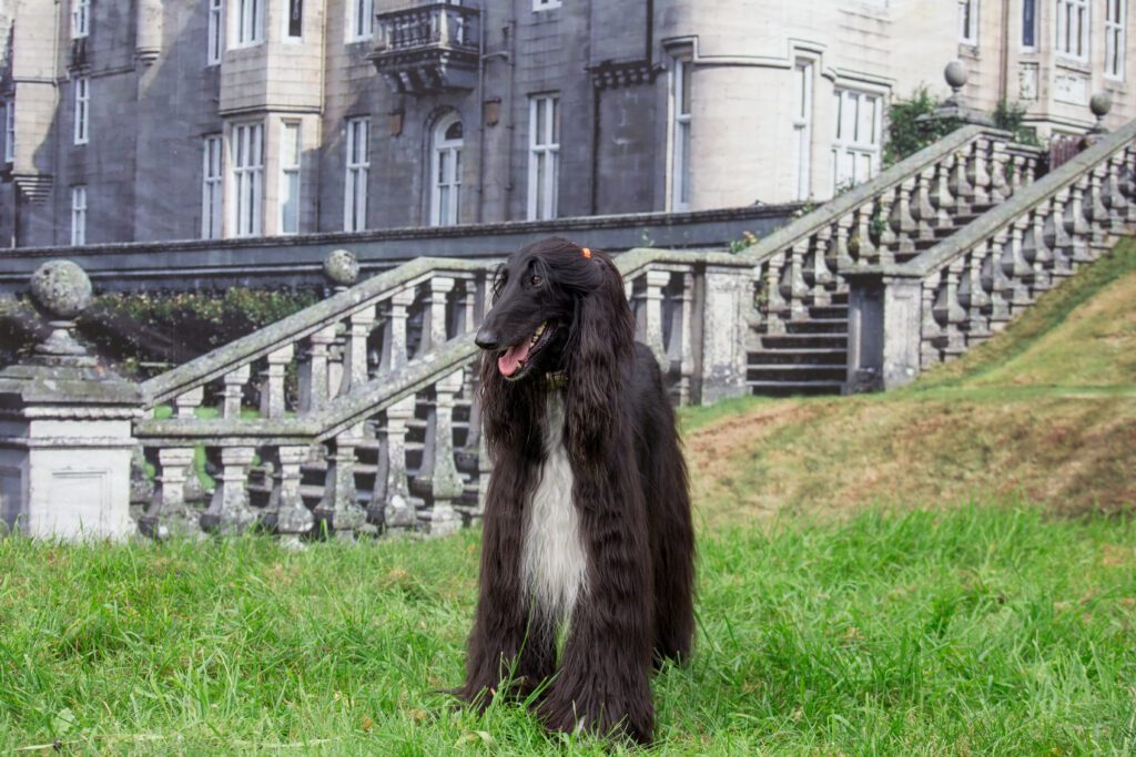 Afghan Hound Standing On Grass Near Stone Staircase