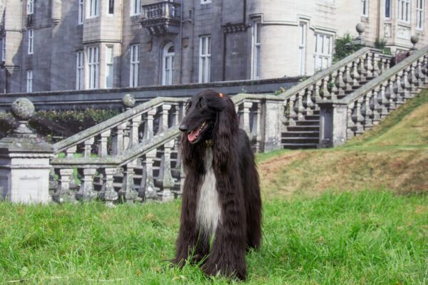 Afghan Hound Standing On Grass Near Stone Staircase