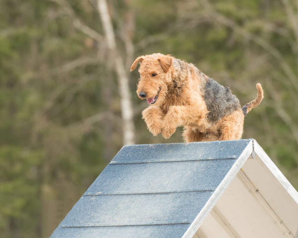 How To Adopt a Airedale Terrier in Florida