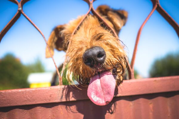 Airedale Terrier Happily Sticking Tongue Out Through Fence