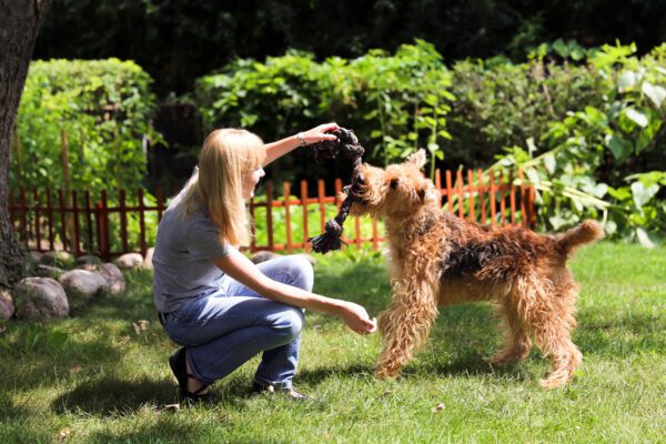 Airedale Terrier Playing With Woman On Grass