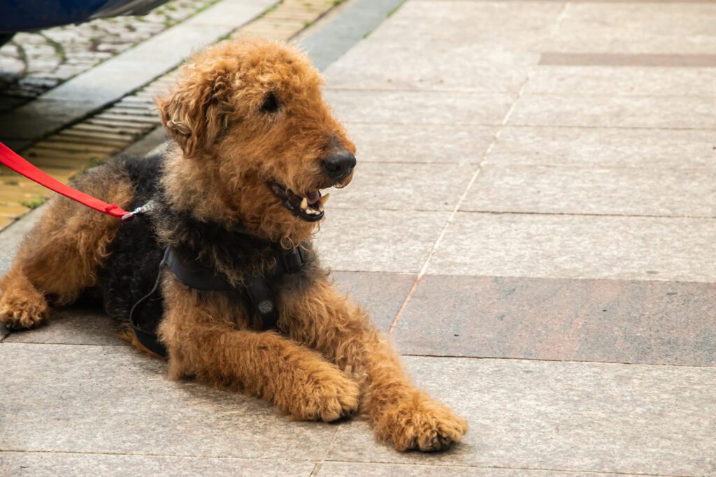 Airedale Terrier Relaxing On Sidewalk With Leash