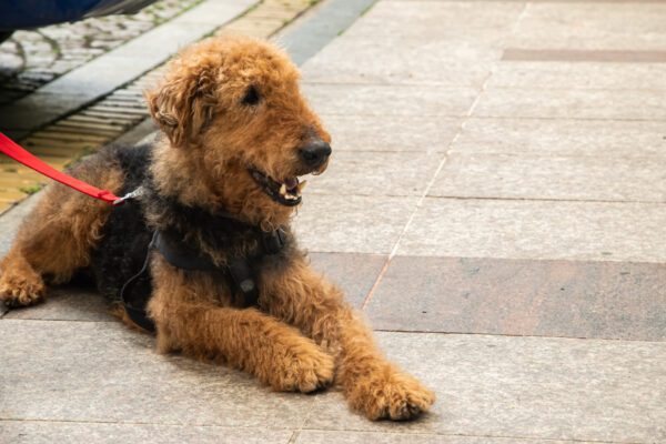 Airedale Terrier Relaxing On Sidewalk With Leash
