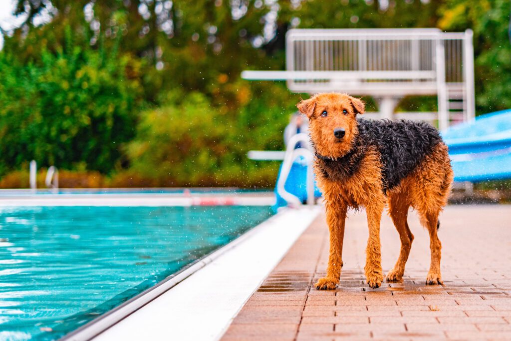 Airedale Terrier Standing Beside Outdoor Swimming Pool