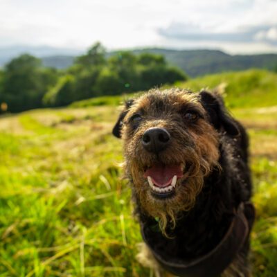 Airedale Terrier