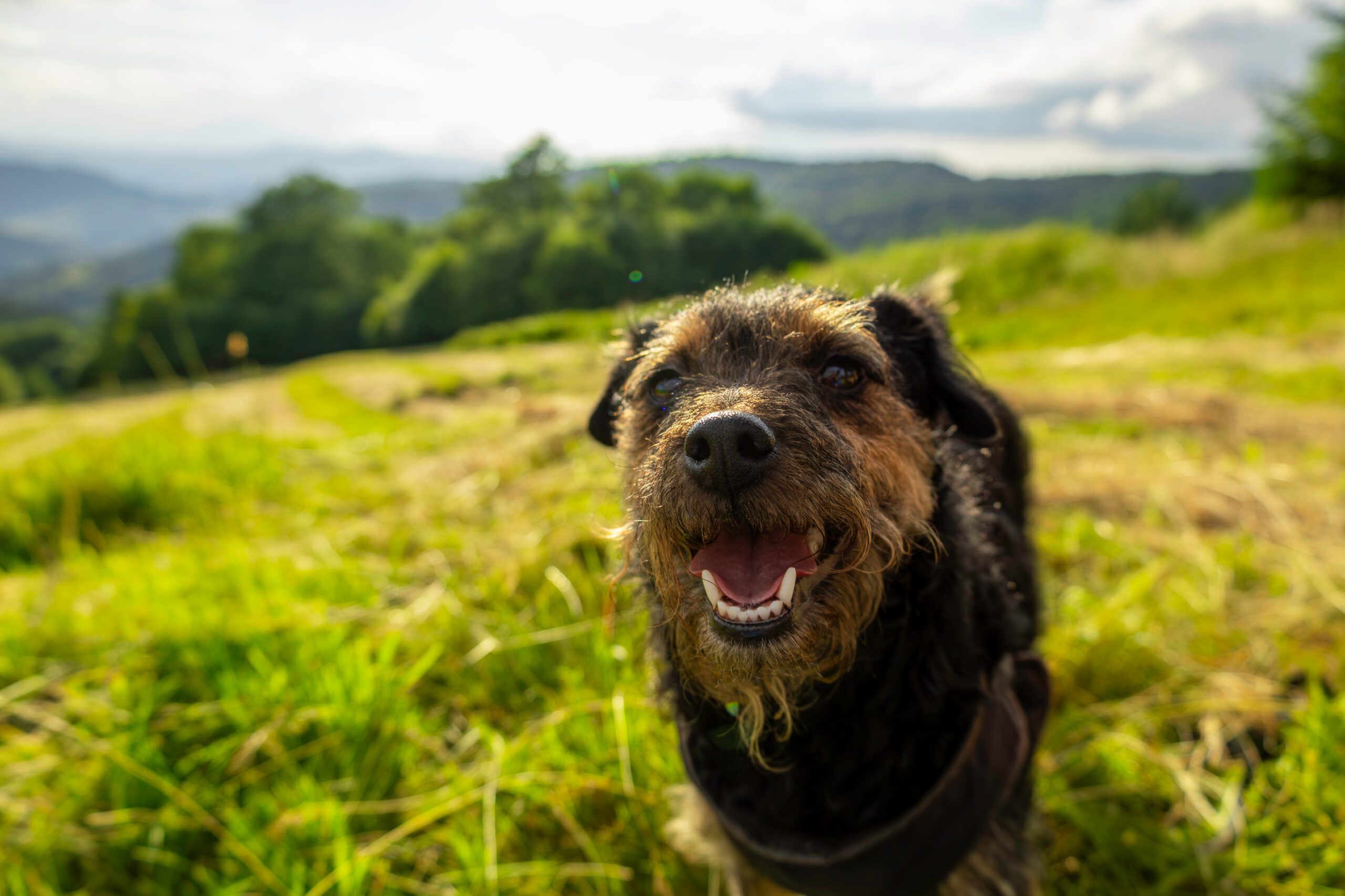 Airedale Terrier Adoption Guide