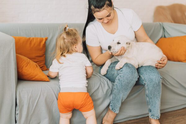 Akbash Dog Calmly Resting While Child And The Mother Pets It
