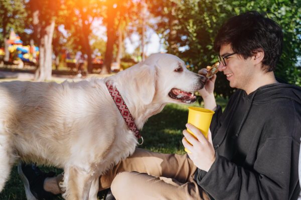 Akbash Dog Happily Looking At Owner During Outdoor Walk